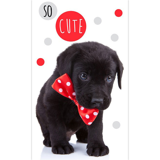 Dog So Cute roku un sejas dvielis, dvielis 30x50cm