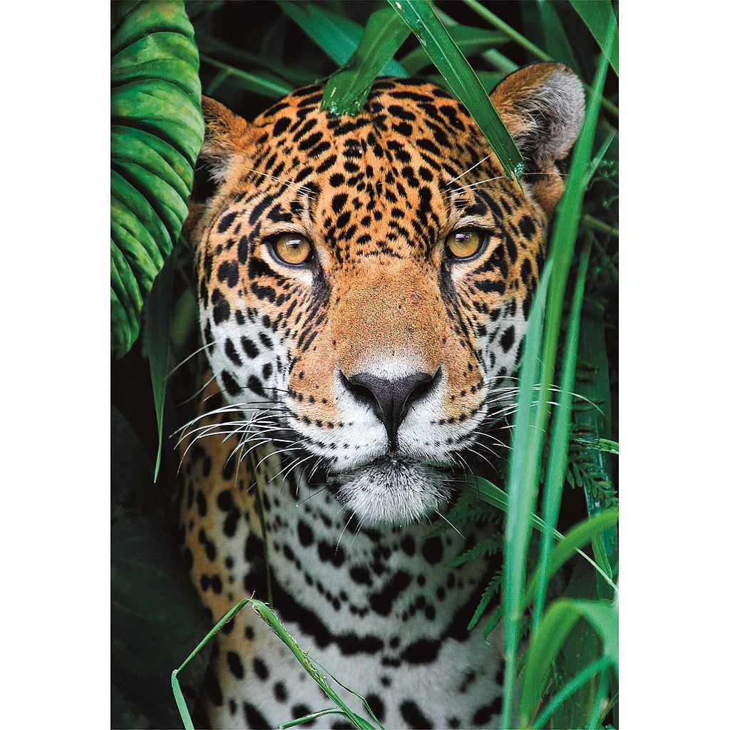 √Ållatos Jaguar 500 db-os puzle Compact Clementoni