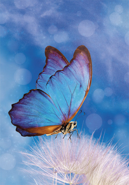 Mape Butterfly Butterfly Nature A/4 elastīga