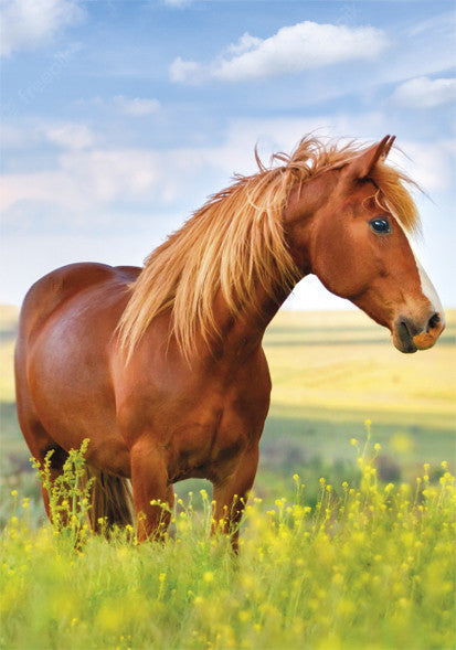 Mape Horses Field A/4 elastīga