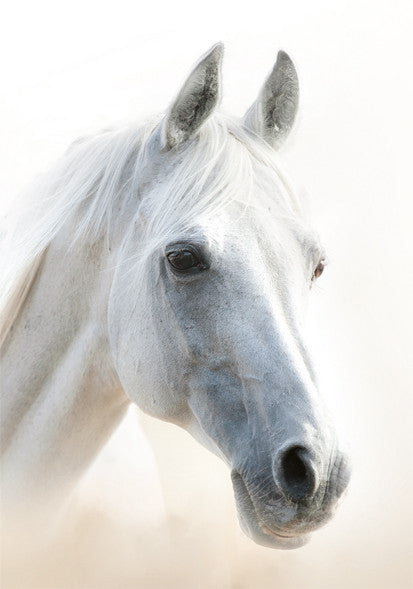 Horses Mystic A/4 elastīga mape