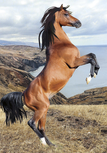 Horses Wild Spirit A/4 elastīga mape